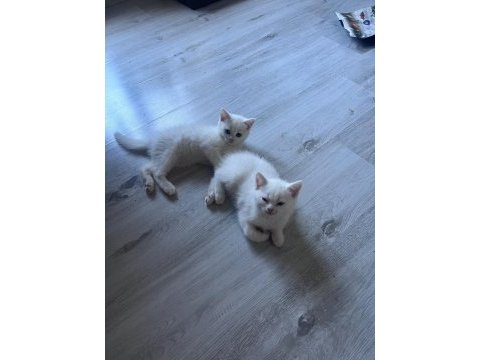 2 aylık british shorthair bebişlere yuva arıyorum