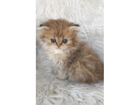 British longhair golden erkek yavrum