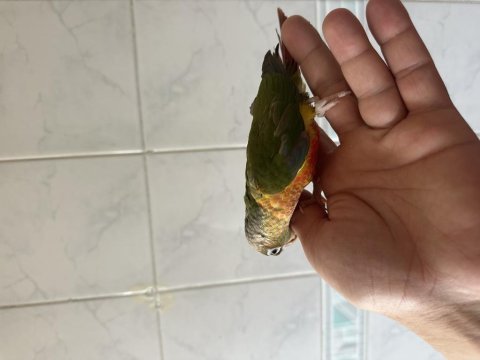 El besleme renk güzeli konur papağanı