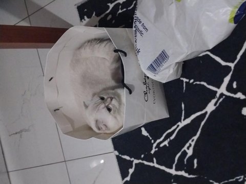 1 yaşında scottish fold erkek