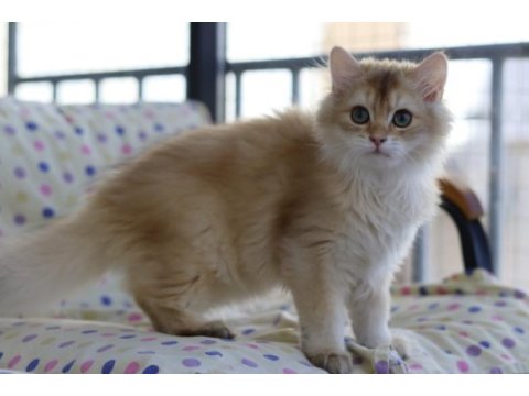 British longhair erkek kedimiz