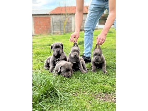 Blue cane corso yavrular