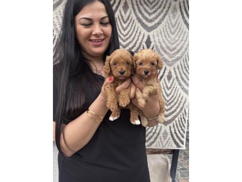 Ufacık maltipoo yavrularım