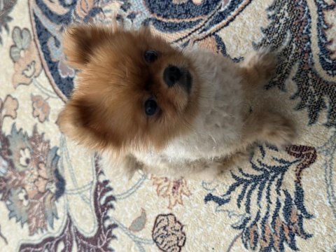 Yavru 2 yaşında erkek pomeranian