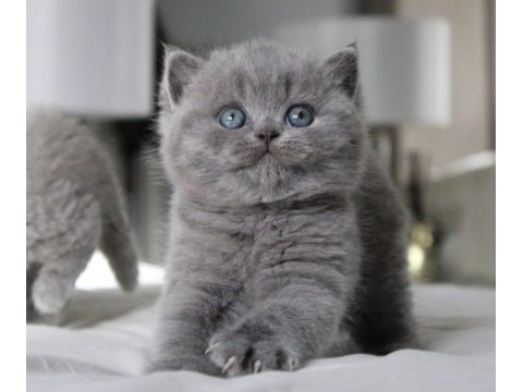 Tombul kedimiz gri british shorthair 