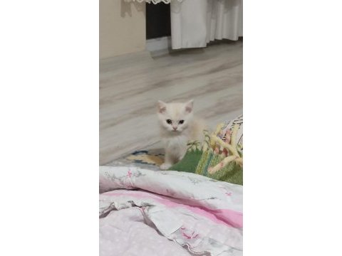Scottish fold yavru görüşülür
