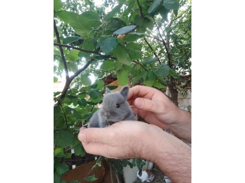 Cüce ve lop tavşanı