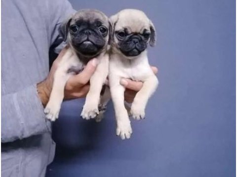 Irk ve sağlık garantili pug yavrular