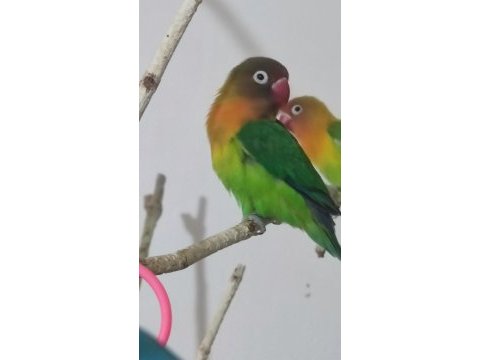 Erkek cennet papağanı