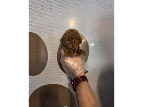 Teacup toy poodle yavrularımız