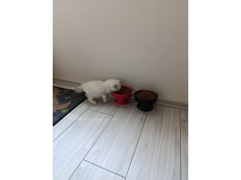 British longhair kedisi