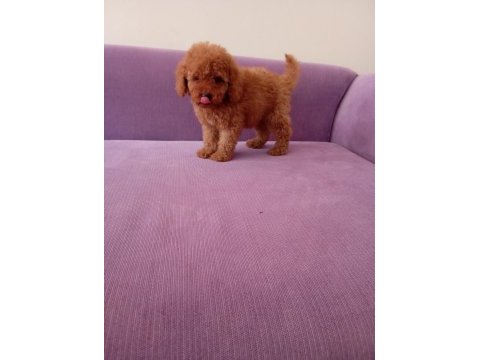 Poodle yavrularımız mini boy ırk garantili teslim