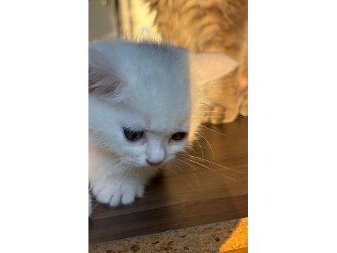 4 kardeşten geriye kalan yakışıklı kedimiz