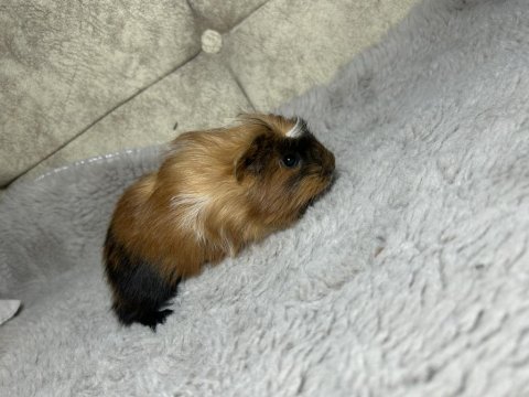 Minik ginepig bebeklerimiz