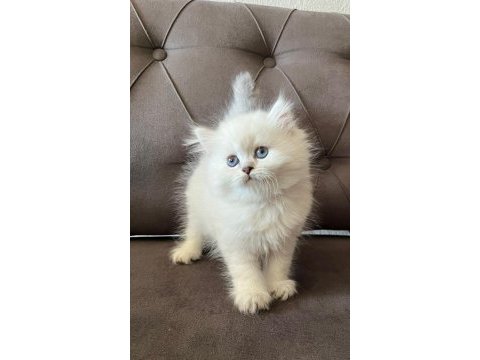 British longhair yavrularım