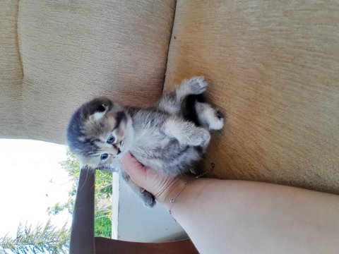Scottish fold golden