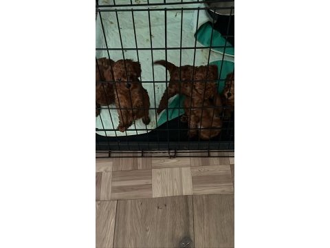 Dark red 1 numara toy poodle ve tee cup toy poodle yavru