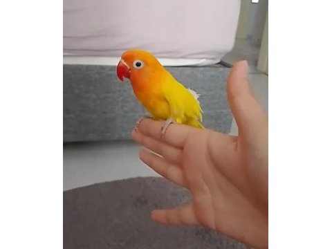 Ele alışık mutasyon cennet papağanı yavru