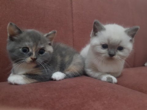42 günlük british shorthair yavrularımız