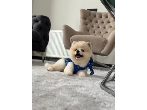 Erkek pomeranian boo party colour