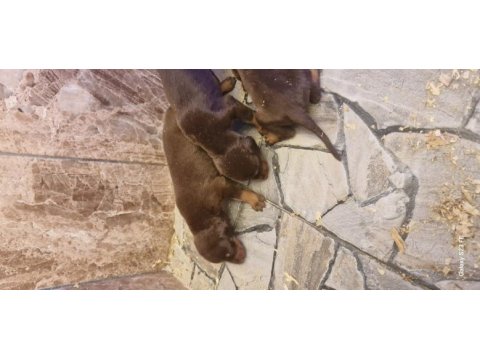 Doberman yavrularımız