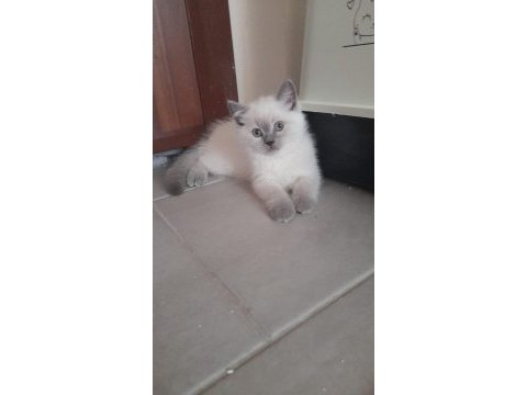 British shorthair erkek eşyalarıyla sahiplendirme