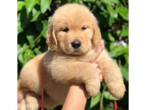 Golden retriever cinsi puppies