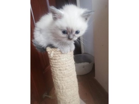 British silver bluepoint yavru british shorthair