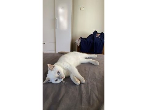 British shorthair blue point 5 aylık yavru