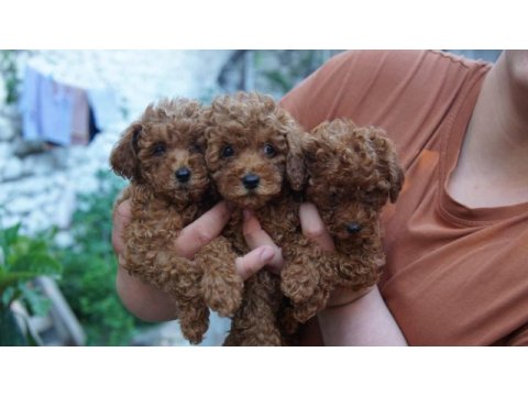 Birbirinden sevimli toy poodle yavrularımız