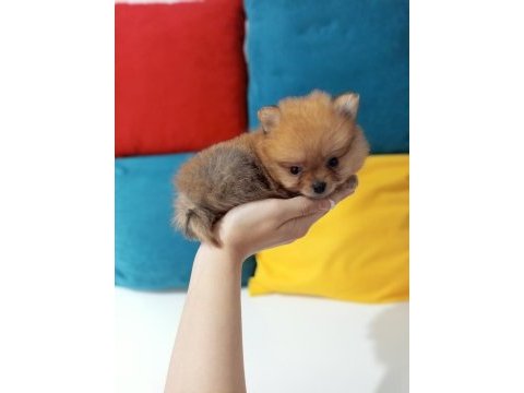 Mini boy pomeranian