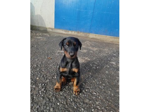 Eğitimli doberman yavrular