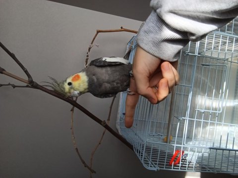 Erkek yavru evcil sultan papağanı