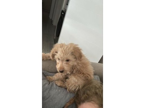 Yavru maltipoo köpeği