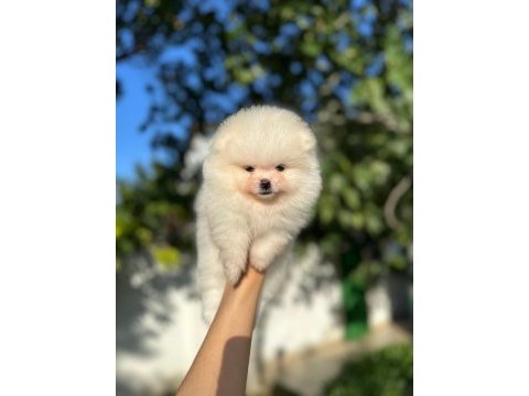 Erkek dişi pomeranian yavrularımız