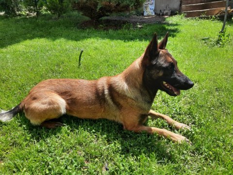Belgian malinois orjinal çok güzel siyah renkleri