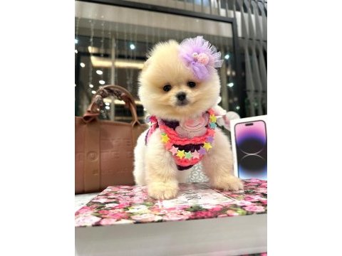 Pomeranian dişi köpeğimiz