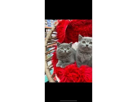 Üç tane british shorthair bebekler