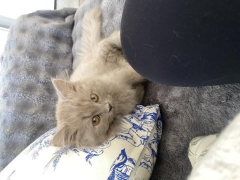 British longhair lilac erkek 2.5 aylık