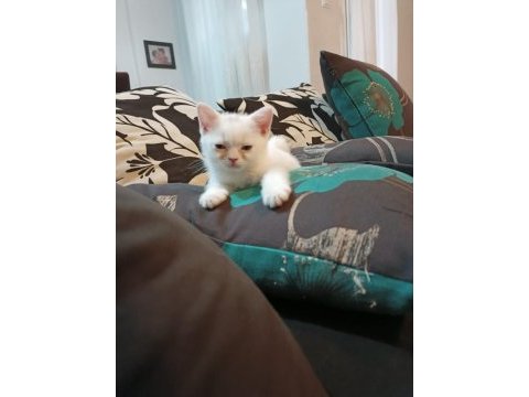 İnsan aşığı british shorthair