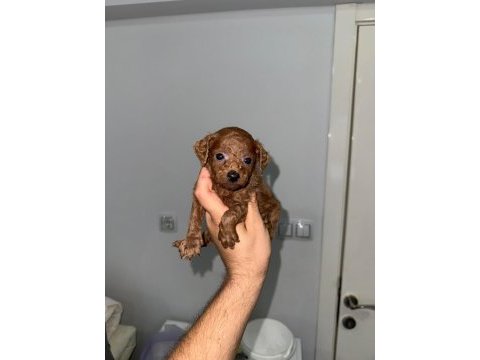 Korkan dark brown poodle bebekler