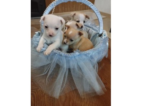 Sıfır boy chihuahua yavrular