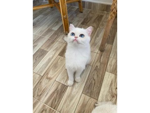 Maviş british kardeşler