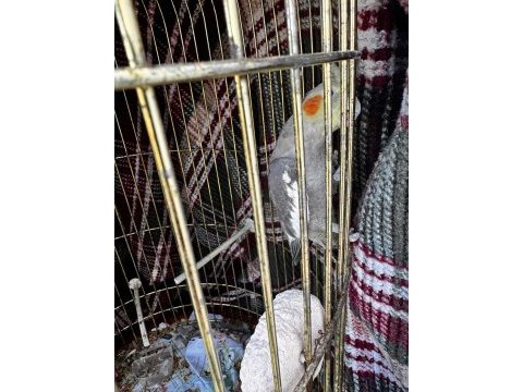 Sultan papağanı iki adet