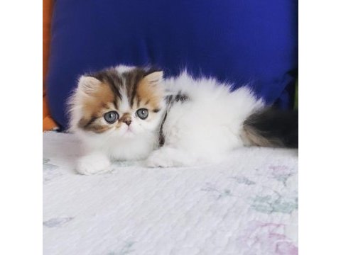 Exotic shorthair kedimiz