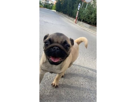 Pug cinsi 3.5 aylık dişi köpek (eşyalarıyla beraber)