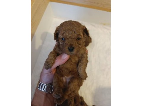 Toy poodle tea cup