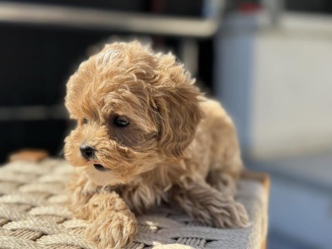 Petmode köpek çiftliğinde ziyarete açık kore maltipoo