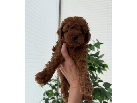 Toy poodle yavrularım