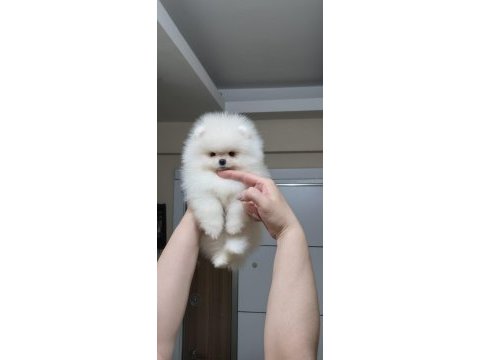 Üst kalite kar beyaz teacup pomeranian boo dişi